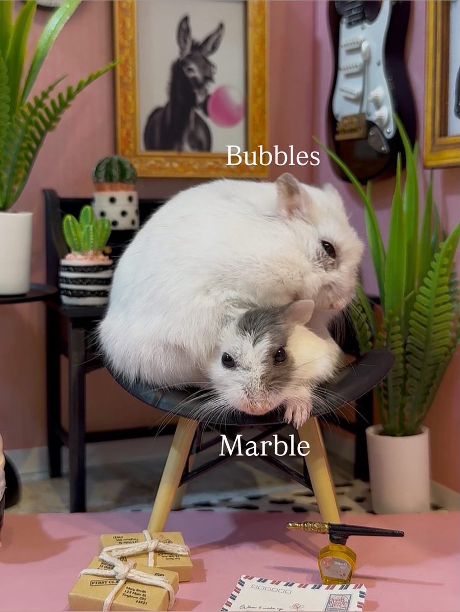 ham_superstar's tweet photo. 🐶マーブルちゃん＆🐹バブルス君🤭

#ハムスター https://t.co/FT8xuZ43r4