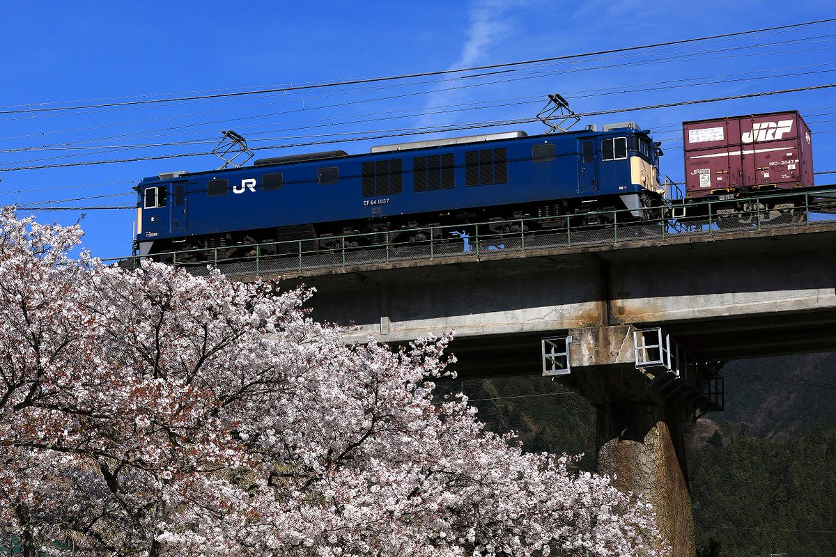 jnr1131's tweet photo. 桜は満開でもロクヨンが来ない今年の春

ブルサンで撮る機会は今後あるだろうか…？ https://t.co/1qDHHQu2Jy
