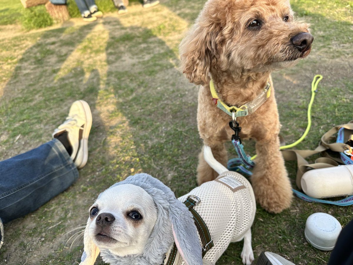 どんねー tweet media