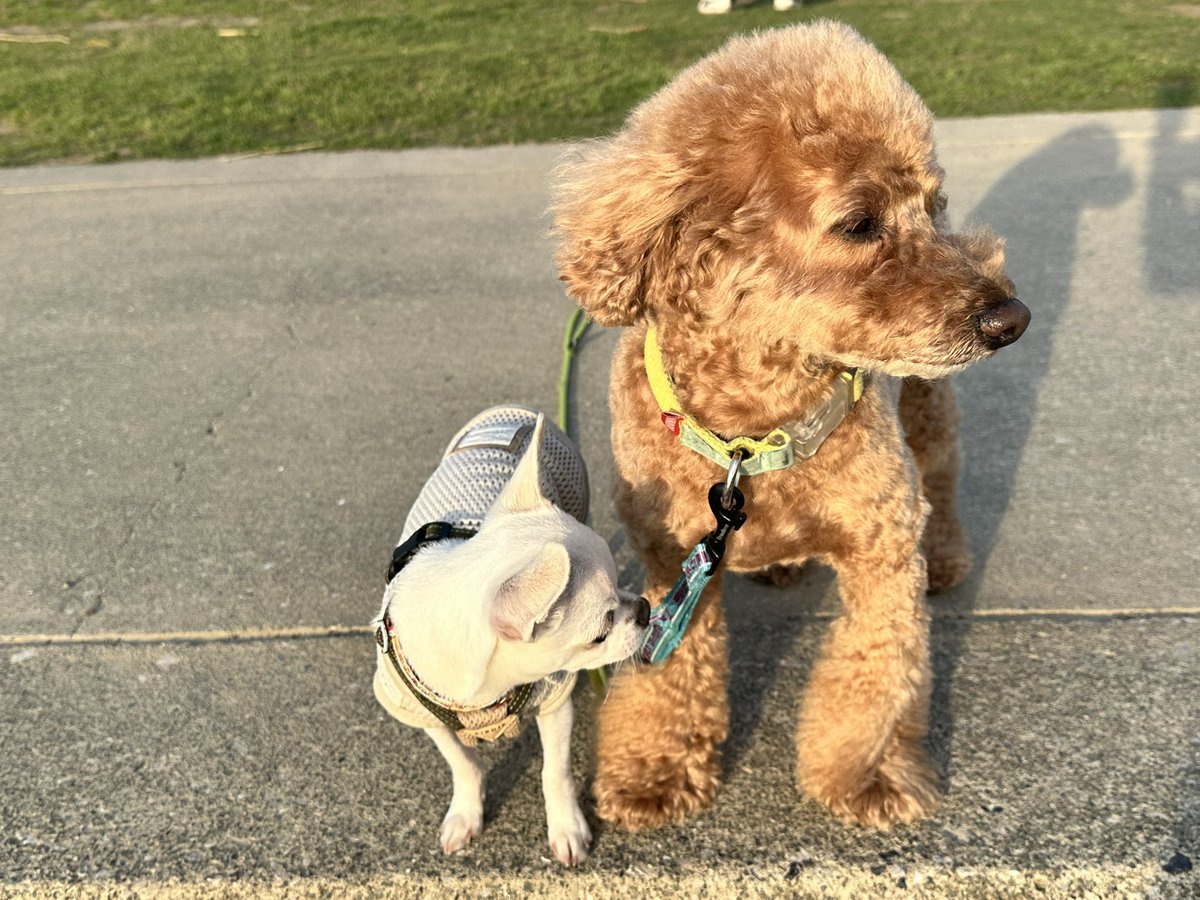 どんねー tweet media