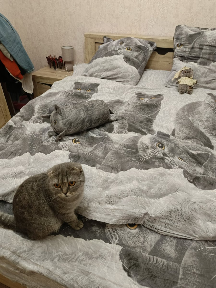 😼Modesto😼 tweet media