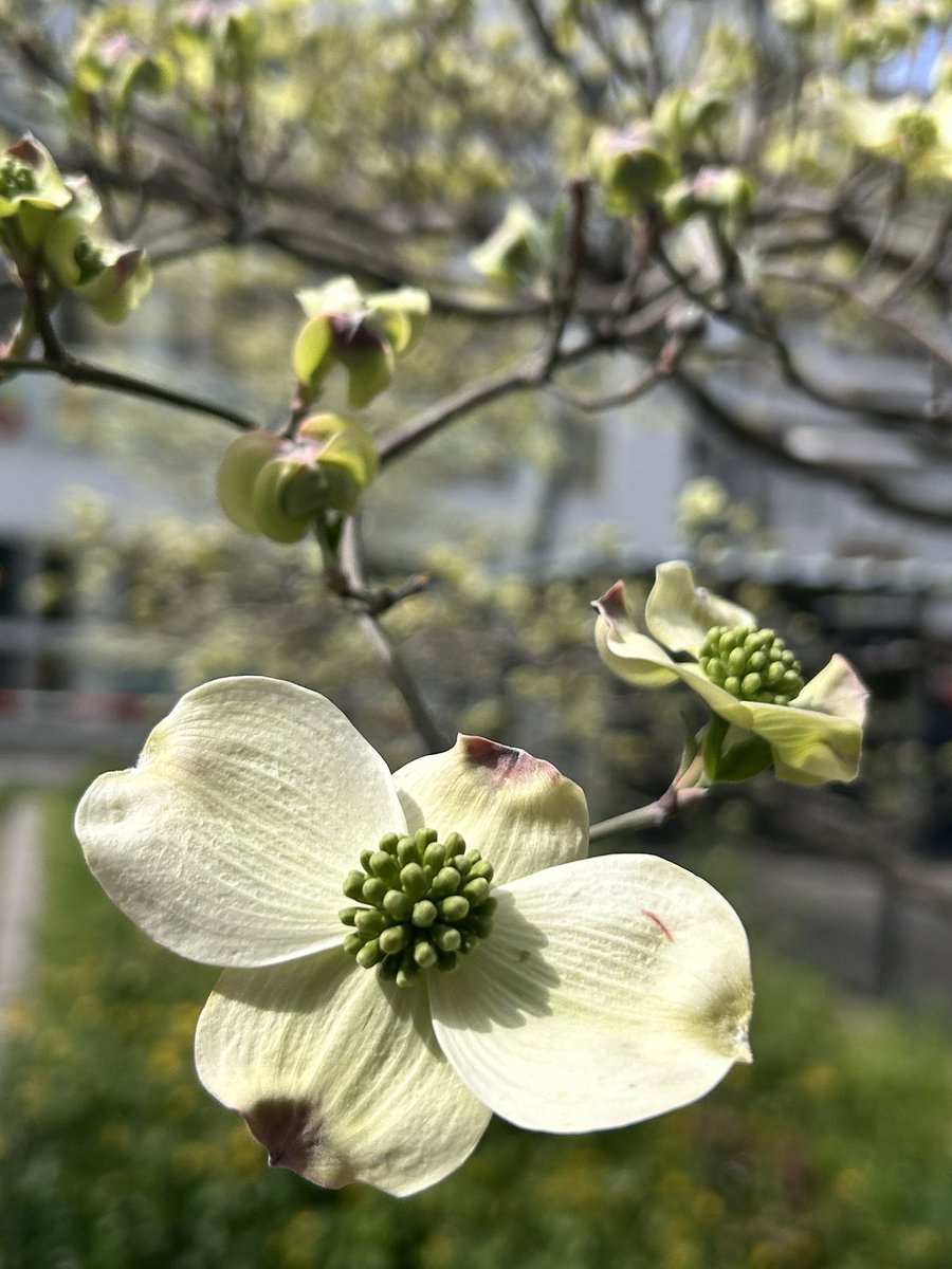 caferatte44's tweet photo. 春の花や若葉が
元氣に動き出しています
軽やかな季節🍃
ヨガを初めてみませんか

4/13(月)19:00〜
ゆったり氣功ヨガ
ツリーオブライフヨガスタジオ

🌿ハナミズキ
外側が花弁だと思ってたら
「総苞」とゆうらしく
小さいつぶつぶが花だそうな https://t.co/05CVqEVf5J