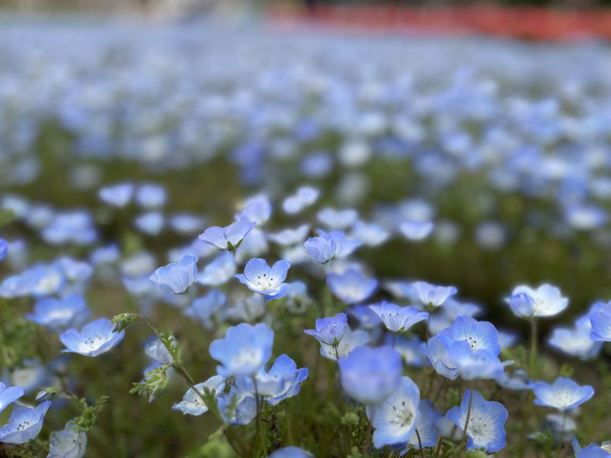 ぺぺり tweet media