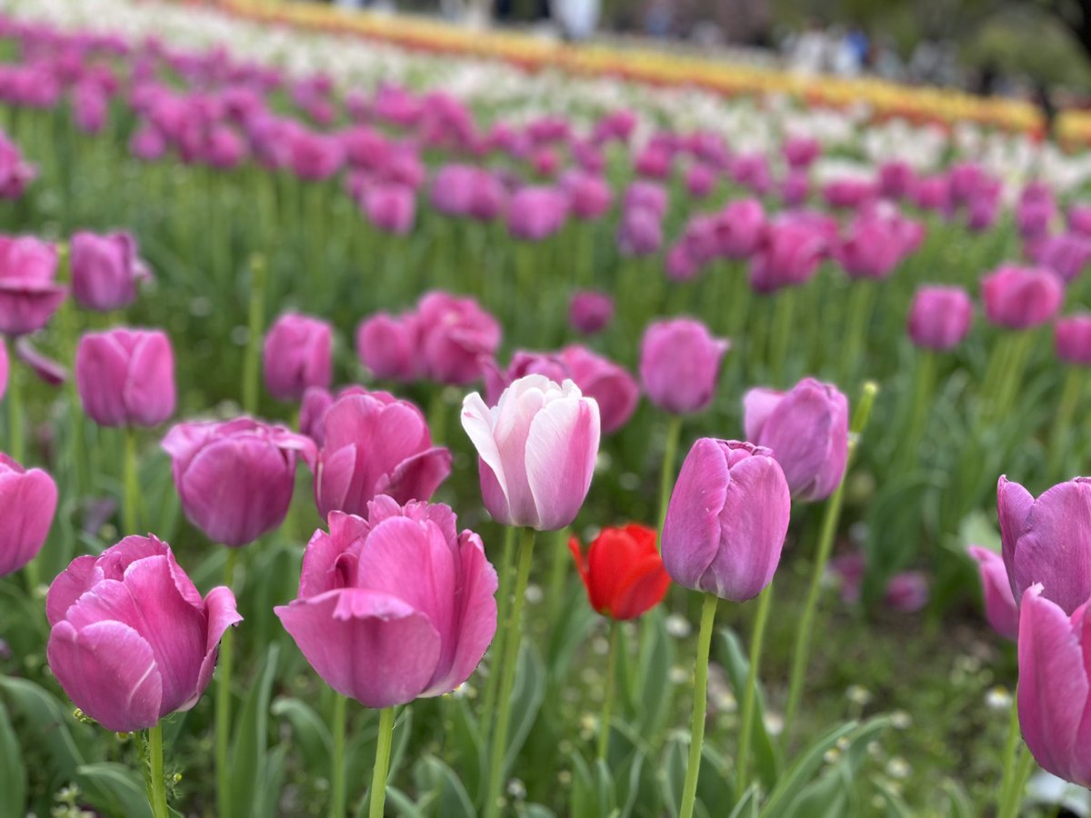 ぺぺり tweet media