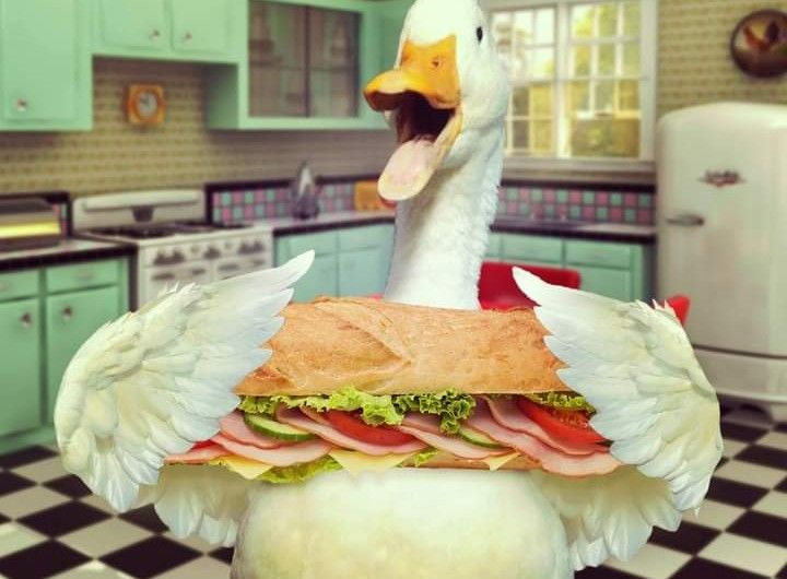 Quacks Lady tweet media