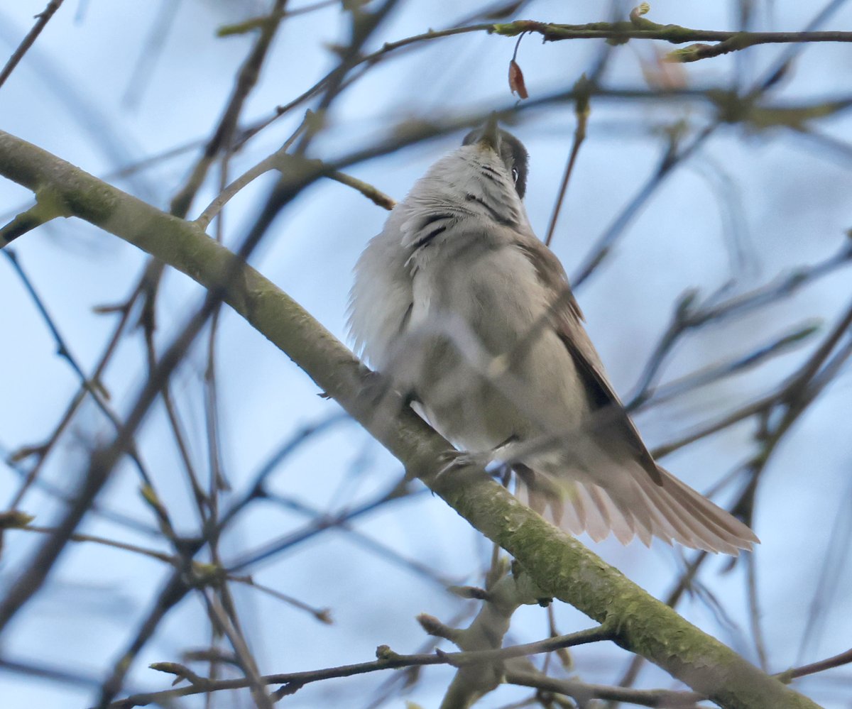 Martyn Priestley-Sharing tips about Urban Wildlife tweet media