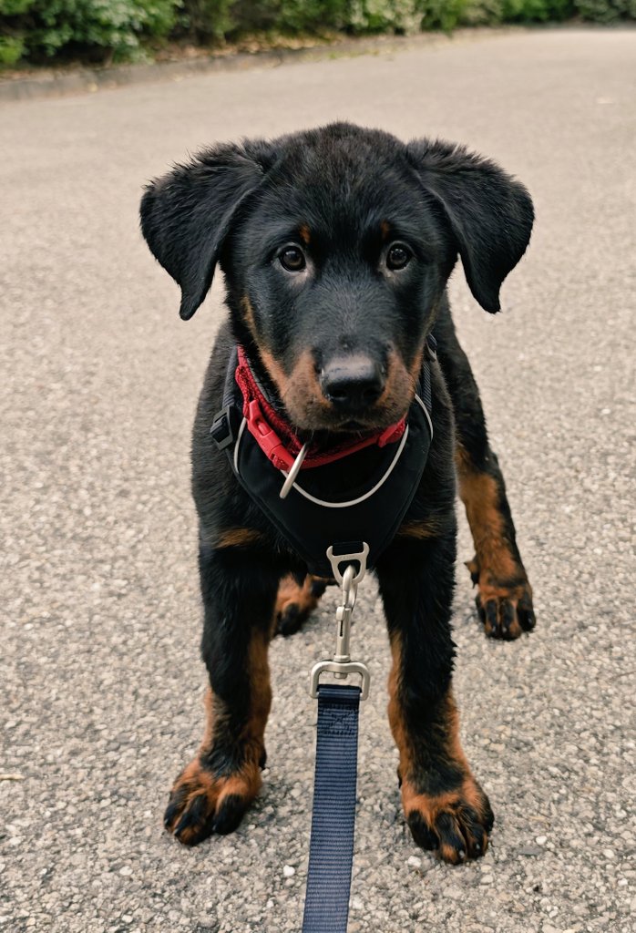 🐶Idjy Moïra Nigelle🐶 😺Viper, Yka, Laïka😺🐍🦎 tweet media