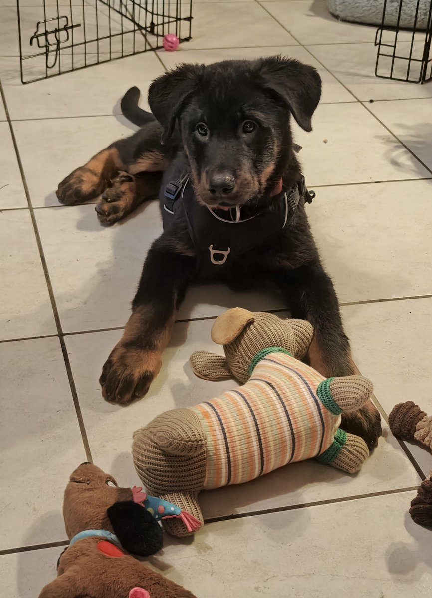 🐶Idjy Moïra Nigelle🐶 😺Viper, Yka, Laïka😺🐍🦎 tweet media