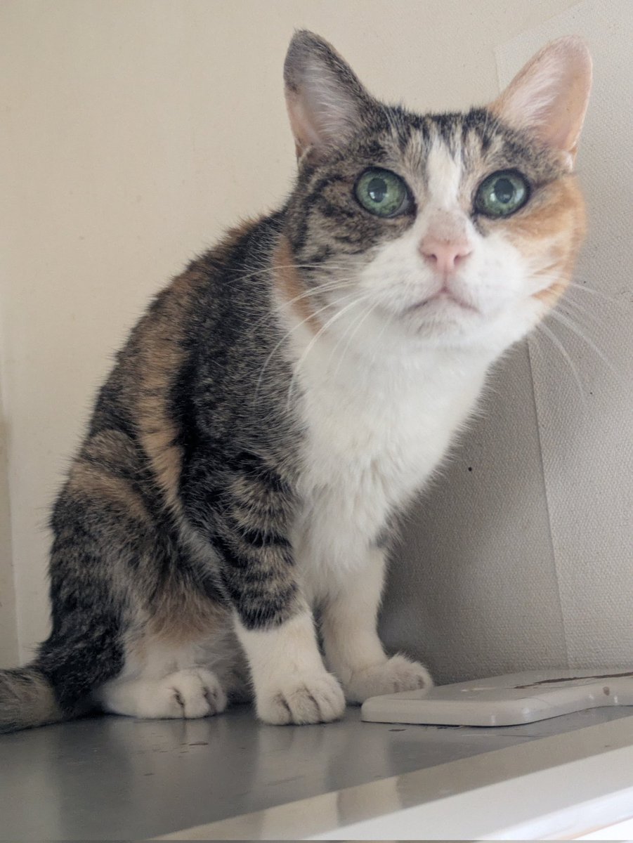 速射ちMAC(SSTR2026に出走する普通のおじさん) tweet media