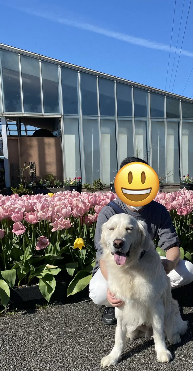 yuu3850's tweet image. 今日は近くで犬イベントがあってお知り合いも行くとの事で参加〜🐶
犬ハーレムで飼い主満足🤤
アスランはおやつを買って貰って笑顔☺️