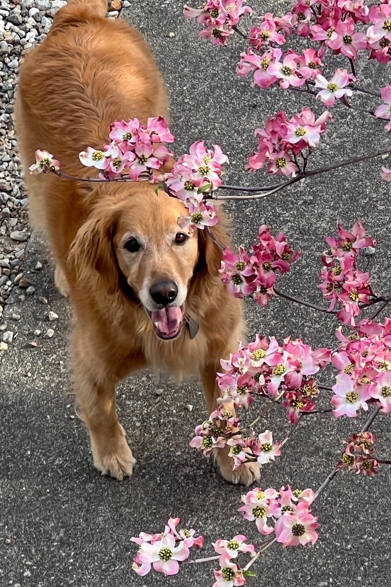 ＲＯＮ tweet media