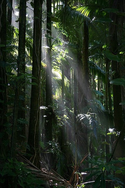 NatureBeautyVb's tweet photo. Hawaii jungles https://t.co/j8o0wM8n2b