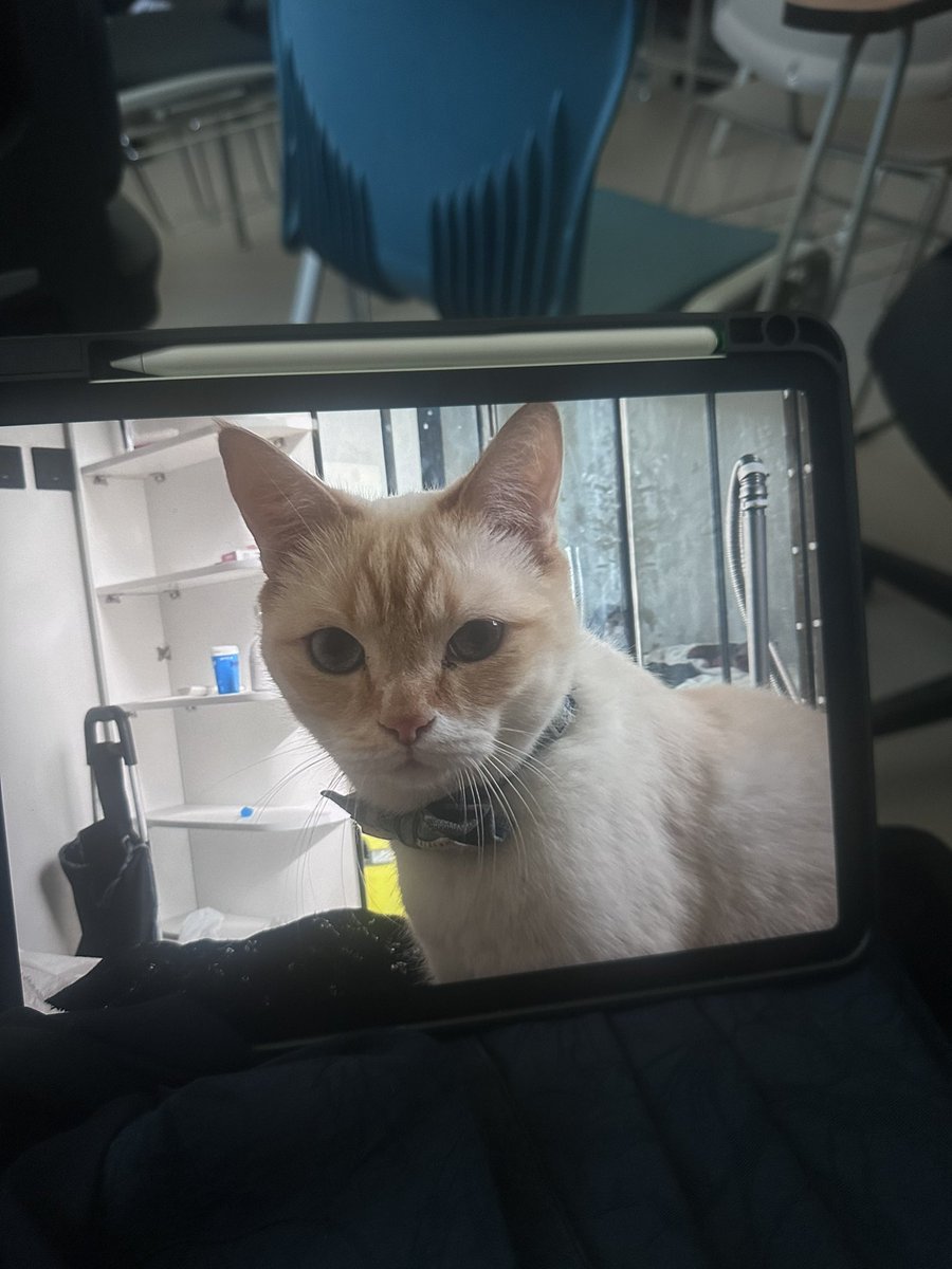 ذِكرى tweet media