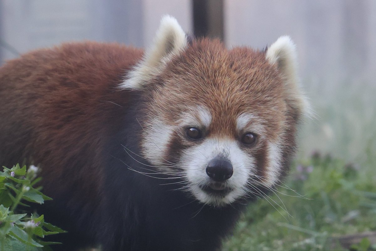 くまぱん tweet media