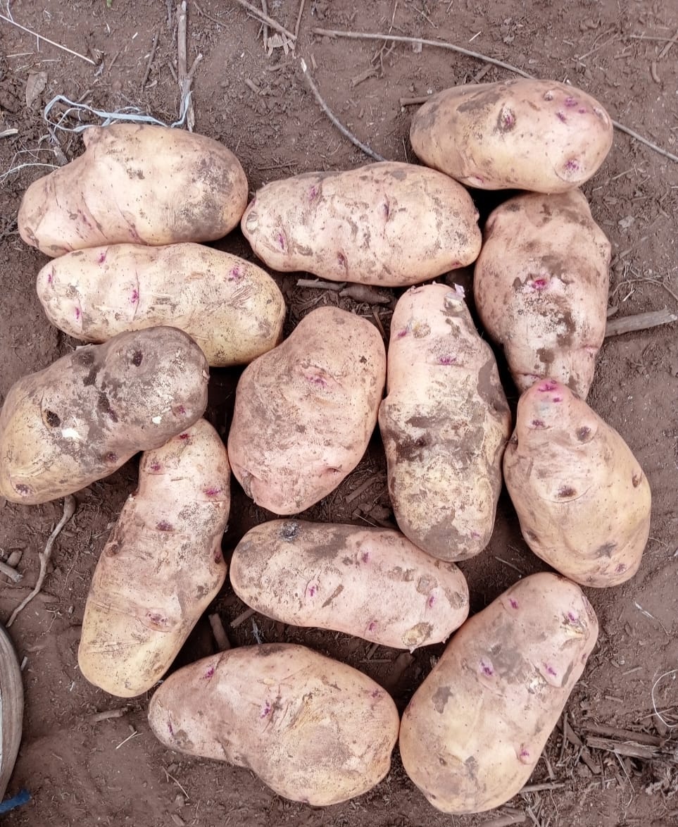 Zimbabwean-Xhosa 🇿🇼 🇲🇿 tweet media