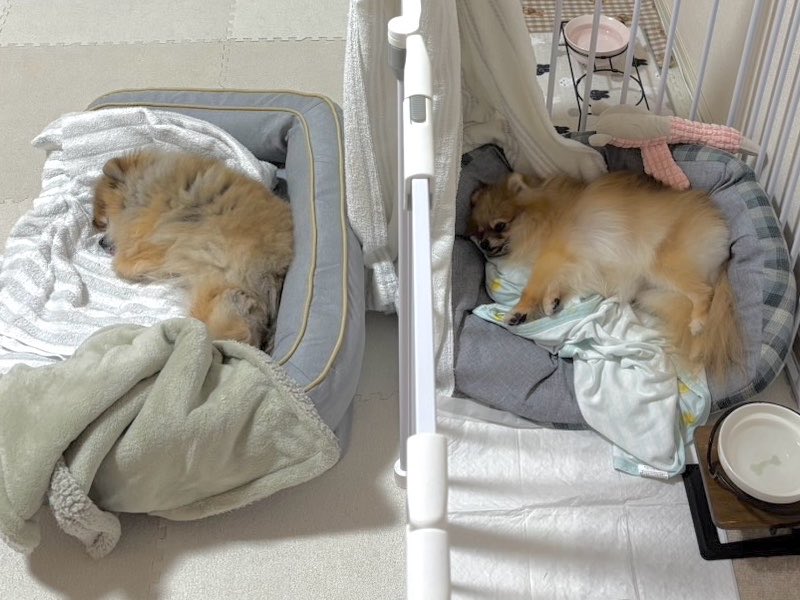 pome_RISUU's tweet photo. もっと警戒するかと思ったら、新しいお友達とまさかの2人で爆睡😴
(数時間だけ遊びにきてました) https://t.co/bBgApetPdY