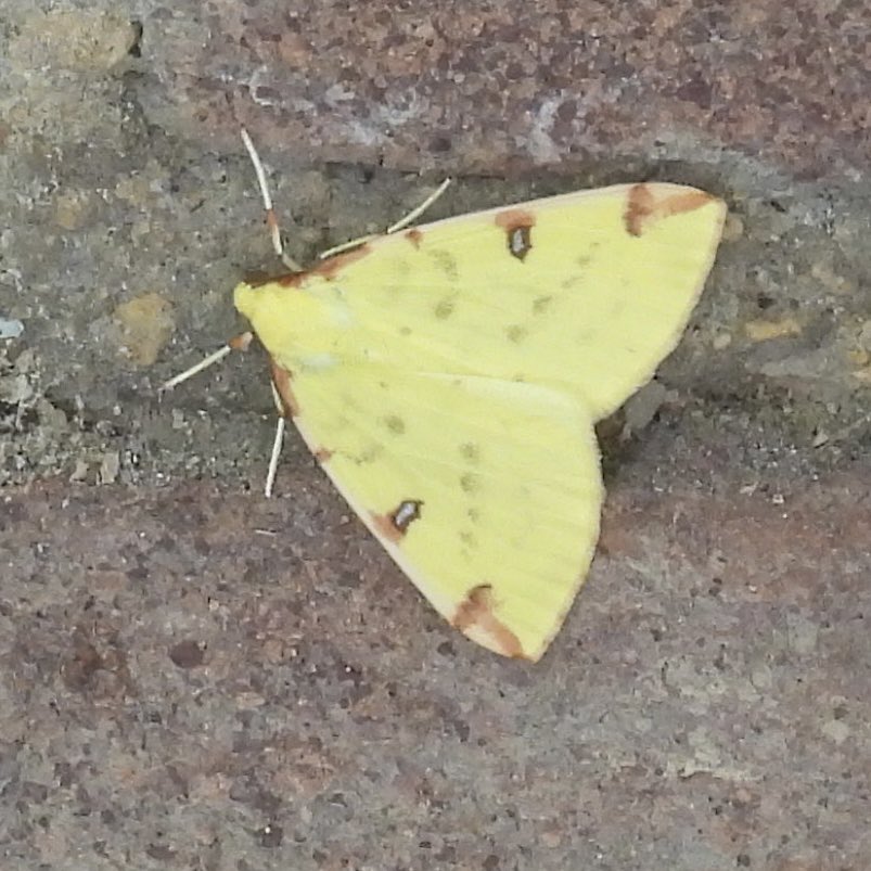 Palumbus_Pics's tweet image. Pretty yellow brimstone moth #moth #insects #naturephotography