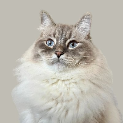 Kos_kosxs's tweet photo. 💥 BOOM 𝟯x — $𝟮𝟭.𝟭K call, still running

Nimbus #NIMBUS
CA: F2mN6L3jAdVkKEH5GFsgtm6hM4TGwYTJFzhN2yappump
├ 📊 MC: $𝟲𝟯.𝟵K
├ ⏱️ Age: 42m
├ 👨‍💻 DEV:
└        Tokens: 1 | Complete: 0
DEX NOT PAID

🔔 Turn on notifs · Next gem drops any minute https://t.co/ndS2GccIjY