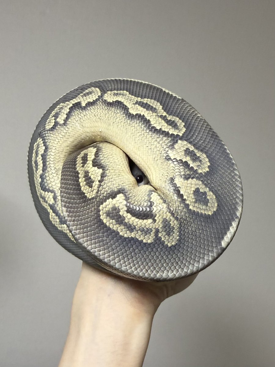 すだち tweet media