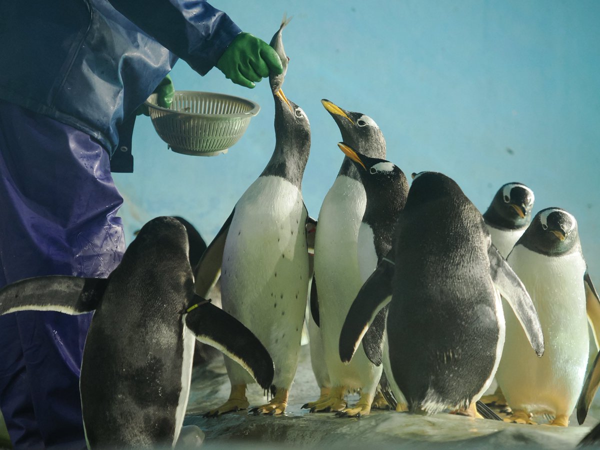 しらたき tweet media