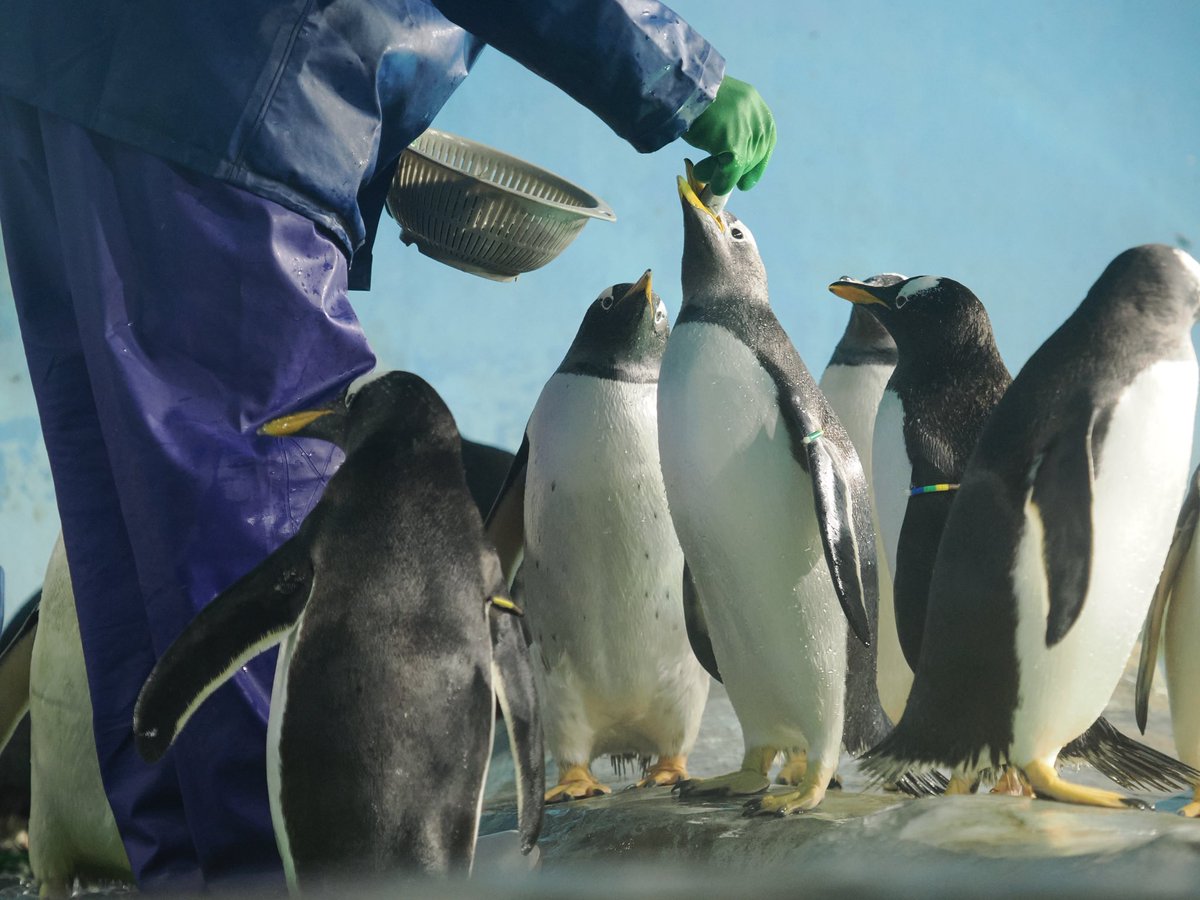 しらたき tweet media