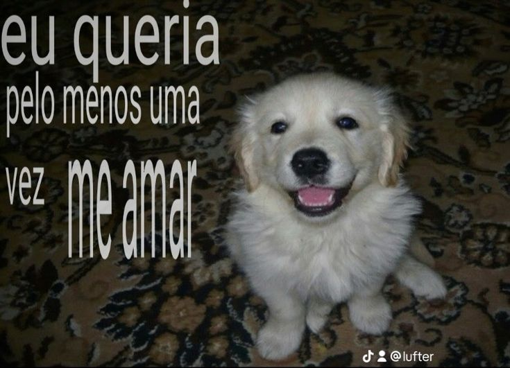 perfil dedicado a gatinhos e peitos tweet media