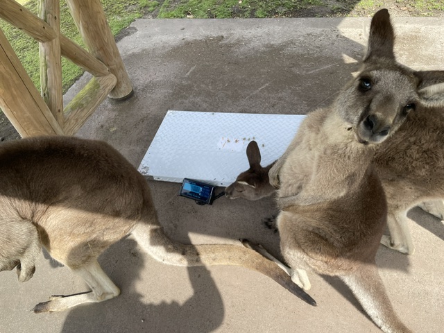 鹿児島市平川動物公園 tweet media