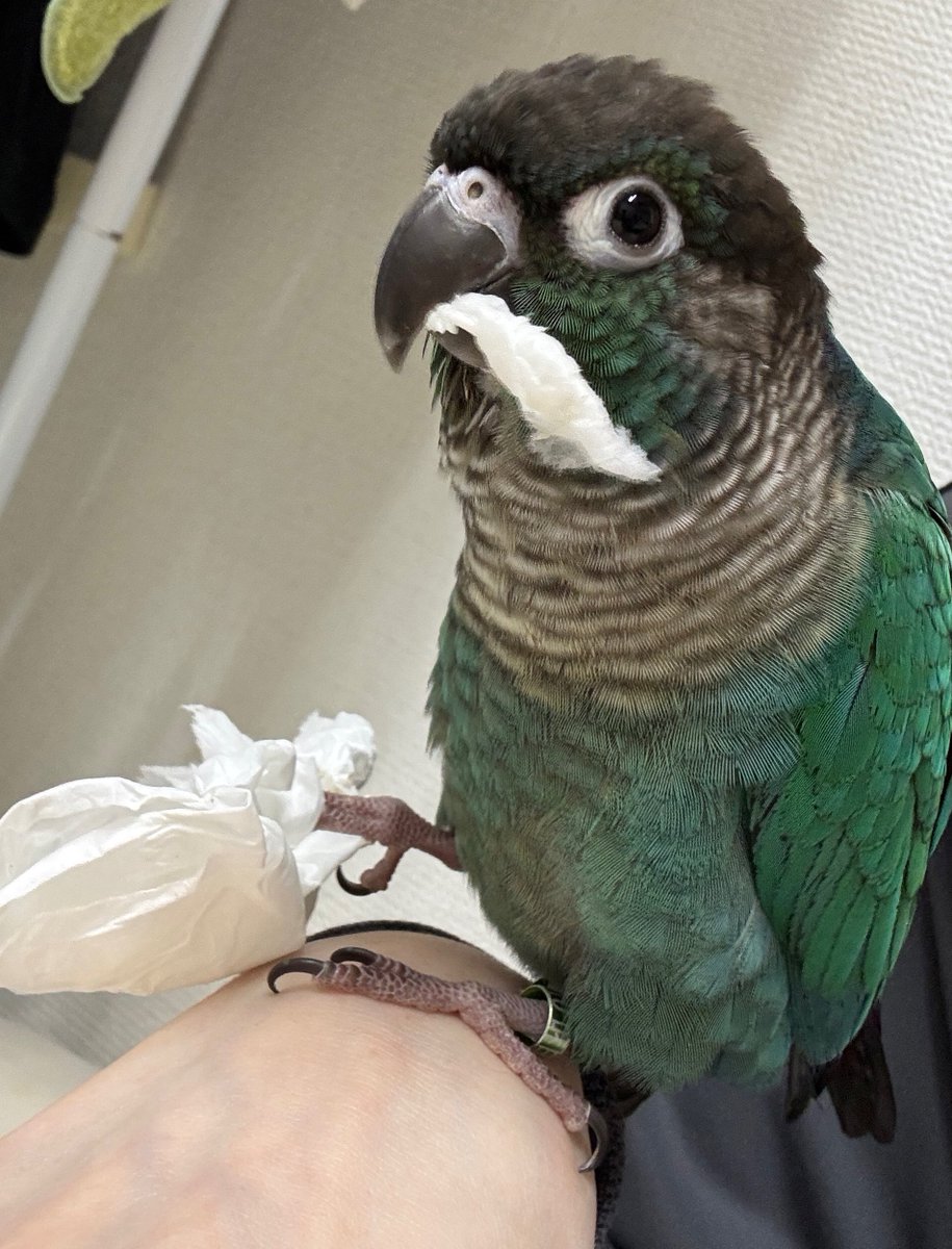 だて🌺🦆🌙 tweet media