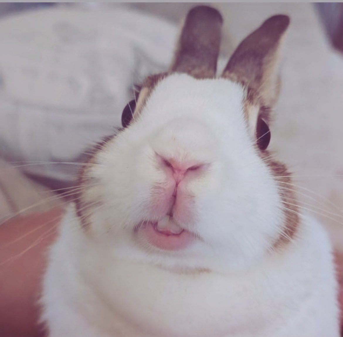 schizoidyami tweet media