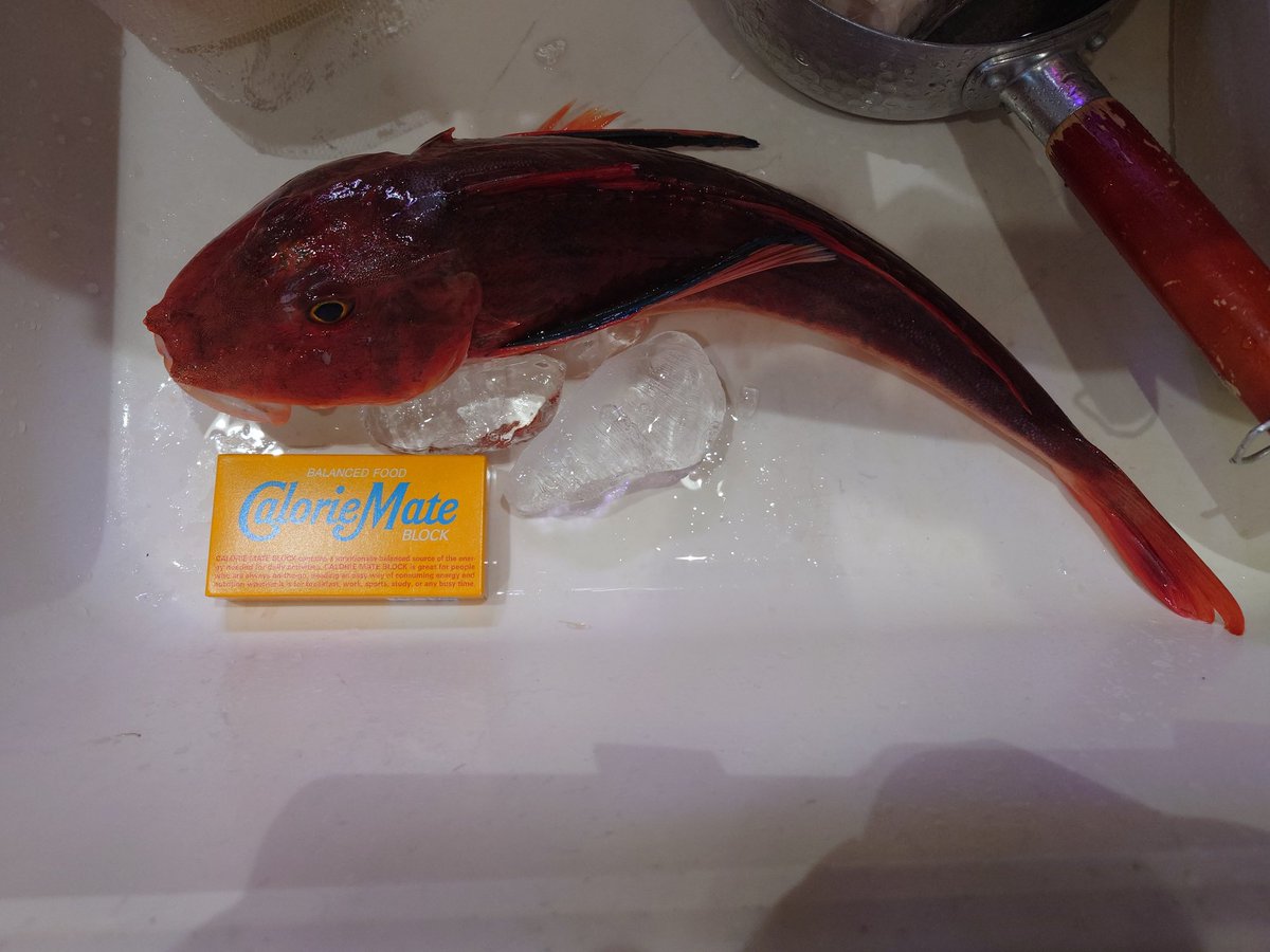 はくさい🐶釣り垢🎣 tweet media