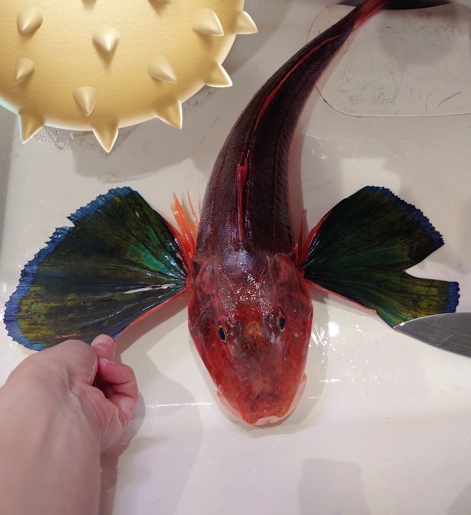 はくさい🐶釣り垢🎣 tweet media