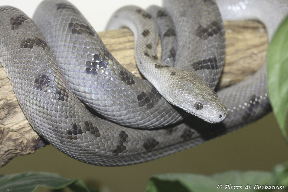 Sssnake_time's tweet photo. 130: abaco island boa https://t.co/xCO1jgaiPk