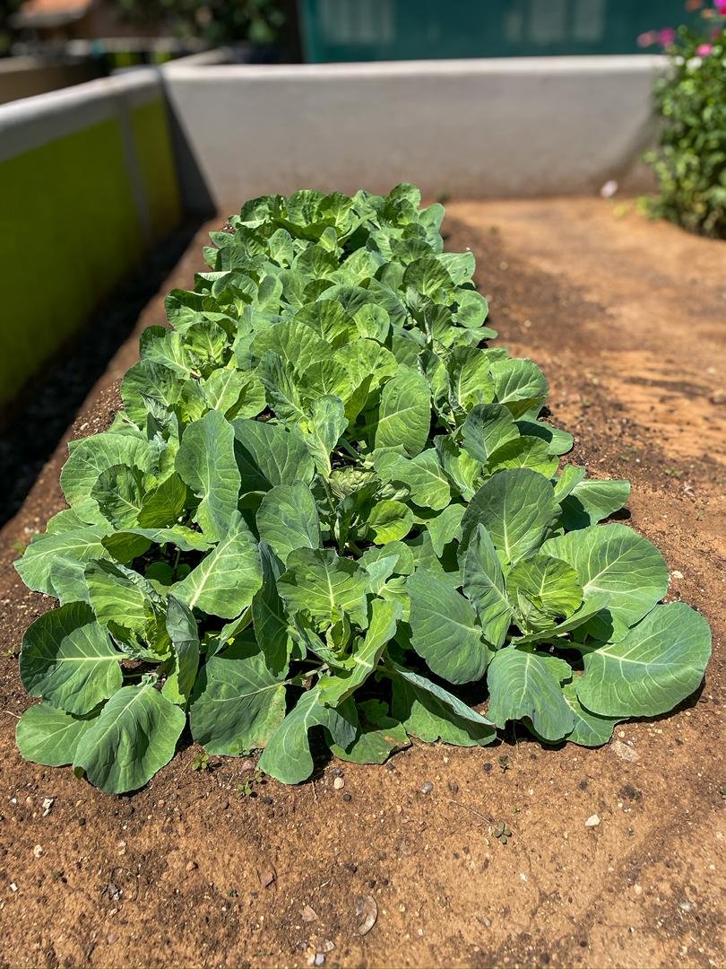 GondwanaLodges's tweet image. From Shitaleni and Petrus in the garden at first light — to Chef Vicky's kitchen by evening. At Damara Mopane, the journey from soil to plate is measured in hours, not miles. 🌱 #GondwanaLodges #Namibia #FarmToTable