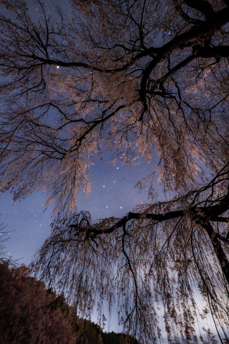枝垂れ桜から仰ぎ見る春の七つ星