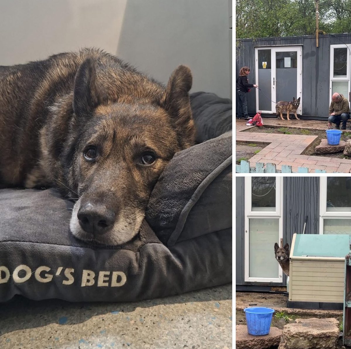 Dogs 4 Rescue tweet media