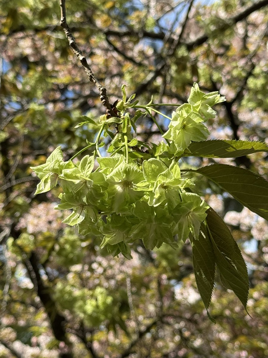 🎐🌻ゆーひん🌻🎐 tweet media