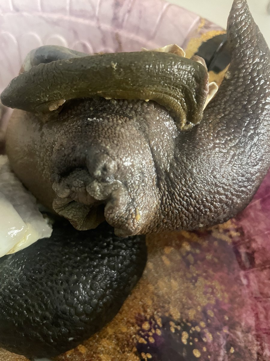 Aunty Kemi Of Ibadan ||Desiremultifood🇳🇬 tweet media