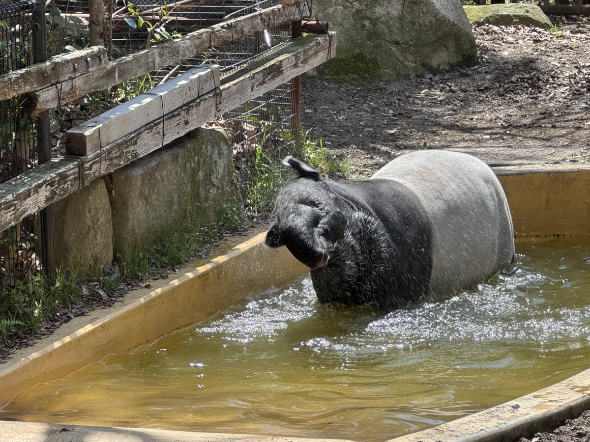 asa_zoo's tweet image. プールにもぐった後、ダイナミックに頭をふるクレハ！

暖かくなってきたのでバクたちもよくプールに入るようになってきました

#zoo #マレーバク　#クレハ