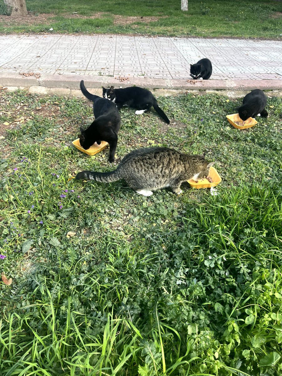 sokak kedisi tweet media