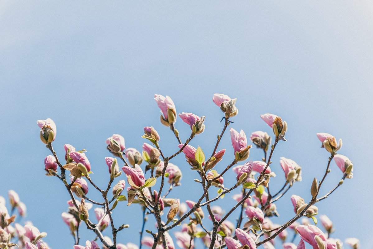 dongri1620's tweet image. 桜はまだ咲かない

#FUJIFILM