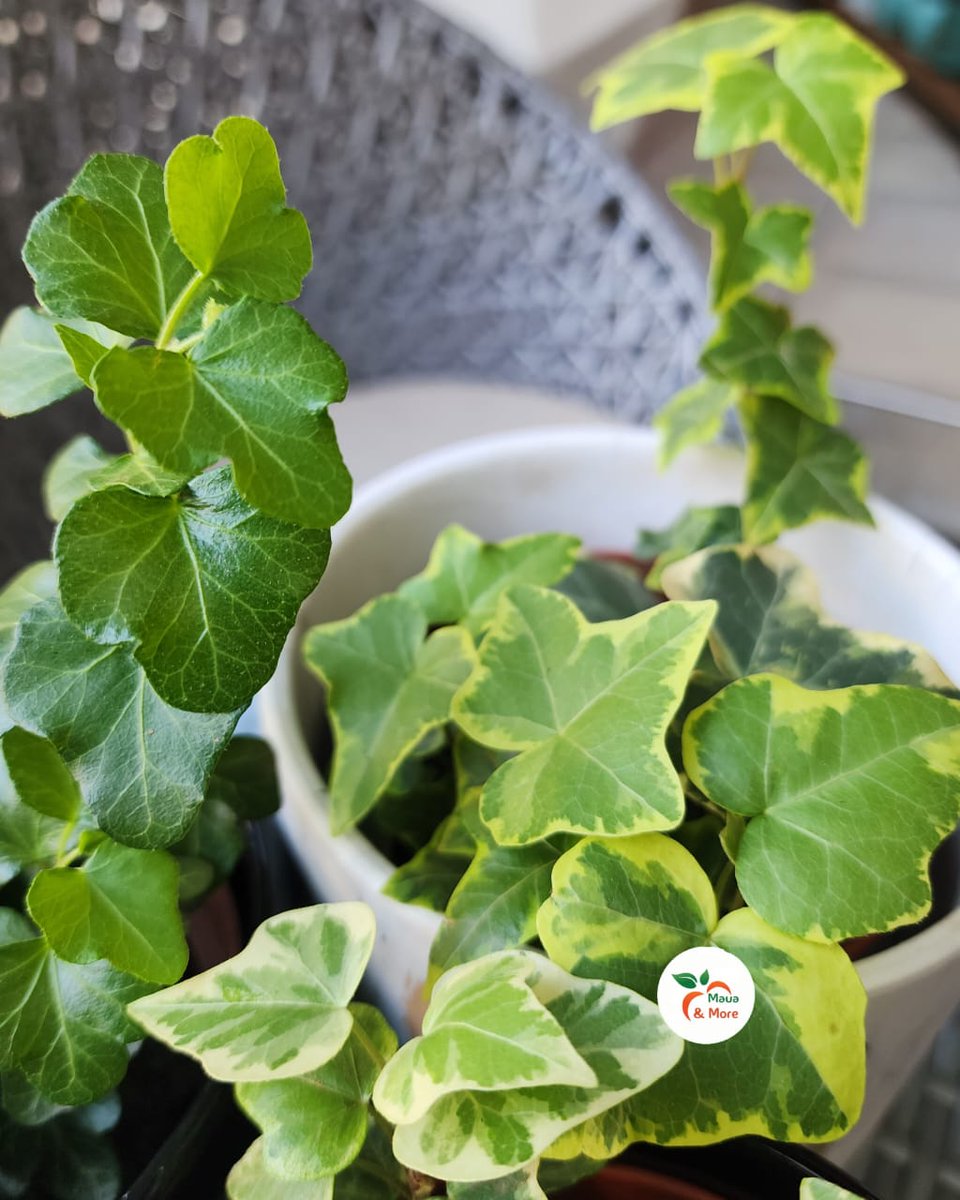 Maua & More tweet media