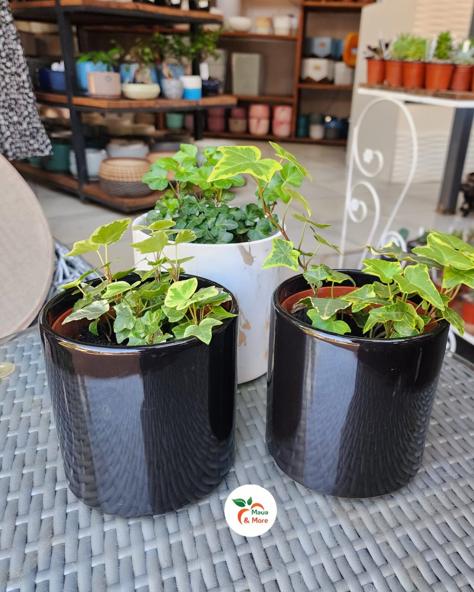 Maua & More tweet media