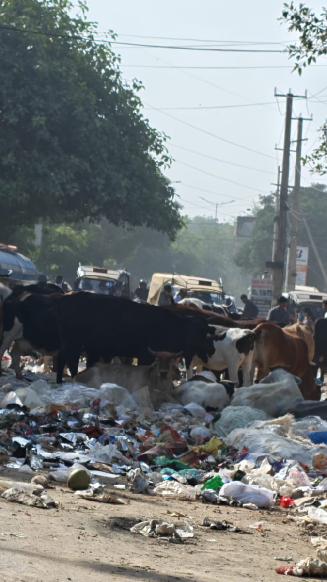 <a href="/cmohry/">CMO Haryana</a> <a href="/NayabSainiBJP/">Nayab Saini</a> <a href="/DC_Gurugram/">DC Gurugram</a> <a href="/VipulGoelBJP/">Vipul Goel</a> <a href="/MunCorpGurugram/">MCG</a> <a href="/CPCB_OFFICIAL/">Central Pollution Control Board</a> <a href="/PradeepIAS_HR/">Pradeep Dahiya</a> यह हैं Ward 21 का ढाणी चौक l हालत बद से बदतर l कोई विलासिता की मांग नहीं l बस साफ़ सफाई की मांग l Need immediate action.