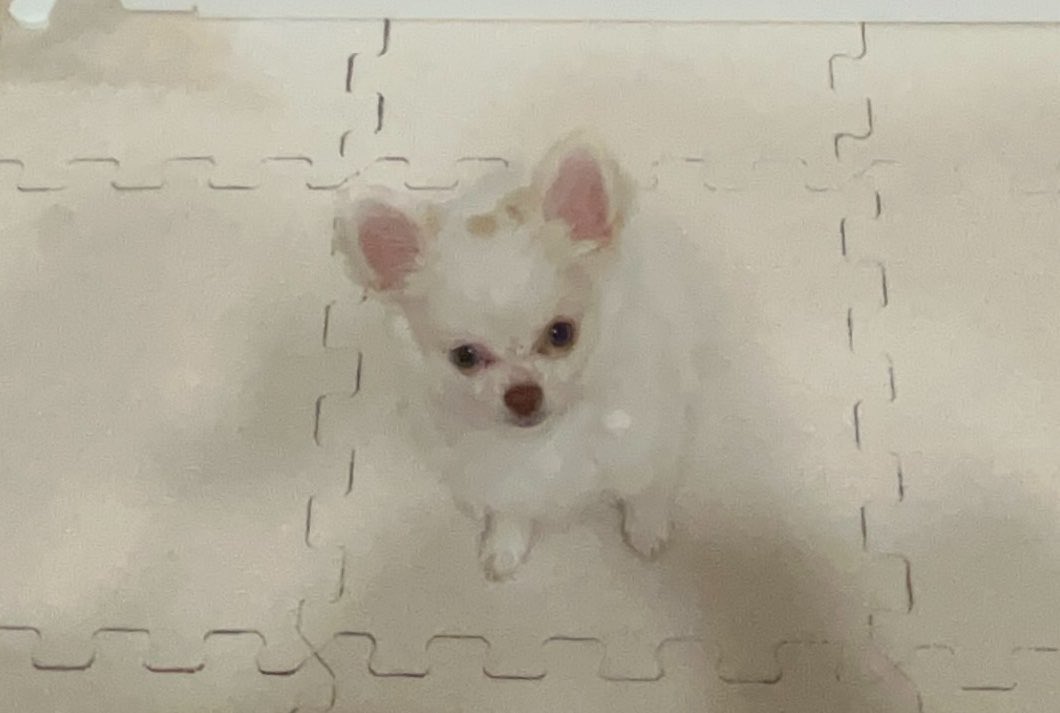 りんりんりぼん tweet media