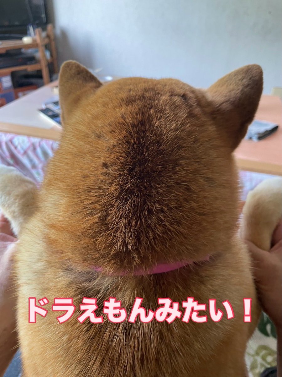 Takasan43228157's tweet image. 心亜の後ろ姿が地味に人気☺️

#dogsofinstagram #shibainu #心亜 #柴犬が好き過ぎるで使っていいよ #柴犬を崇めよ #柴犬大好 #柴犬のいる生活 #柴犬のいる生活