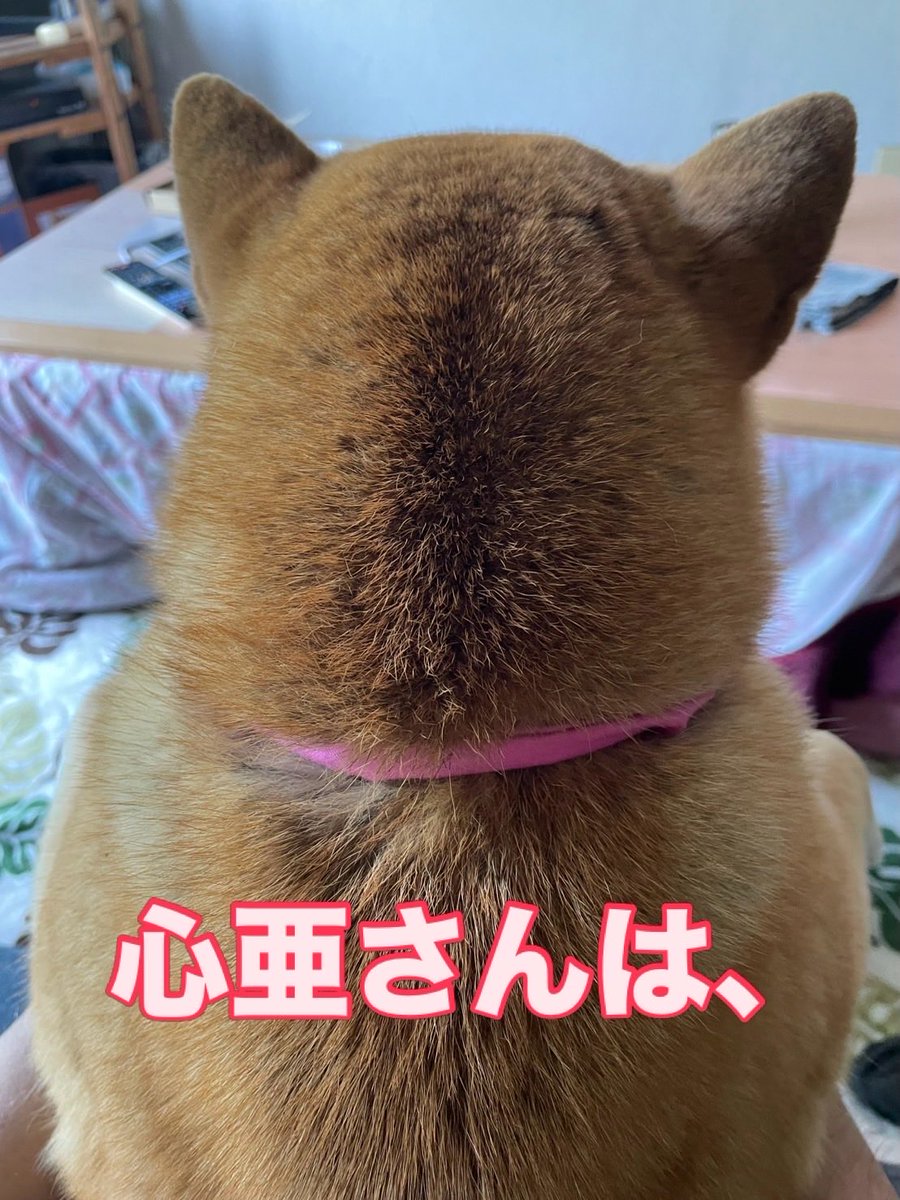 Takasan43228157's tweet image. 心亜の後ろ姿が地味に人気☺️

#dogsofinstagram #shibainu #心亜 #柴犬が好き過ぎるで使っていいよ #柴犬を崇めよ #柴犬大好 #柴犬のいる生活 #柴犬のいる生活