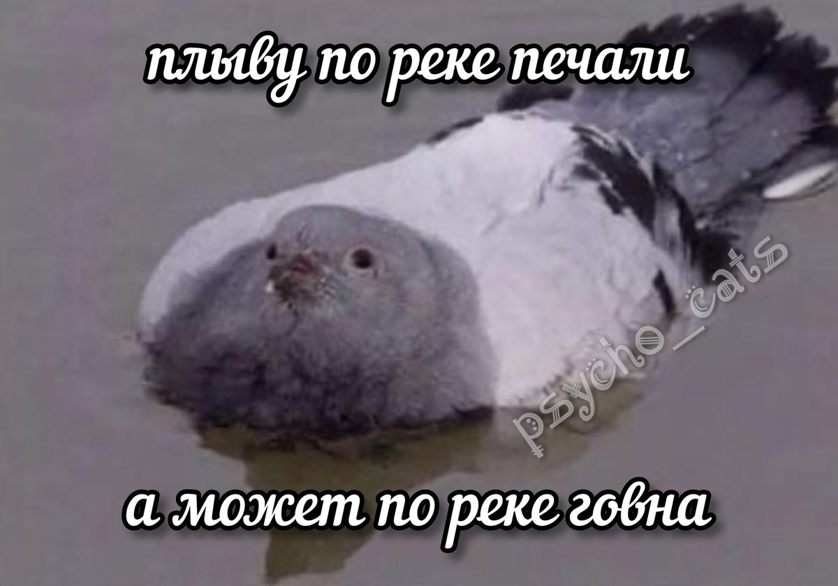 нейродурак tweet media