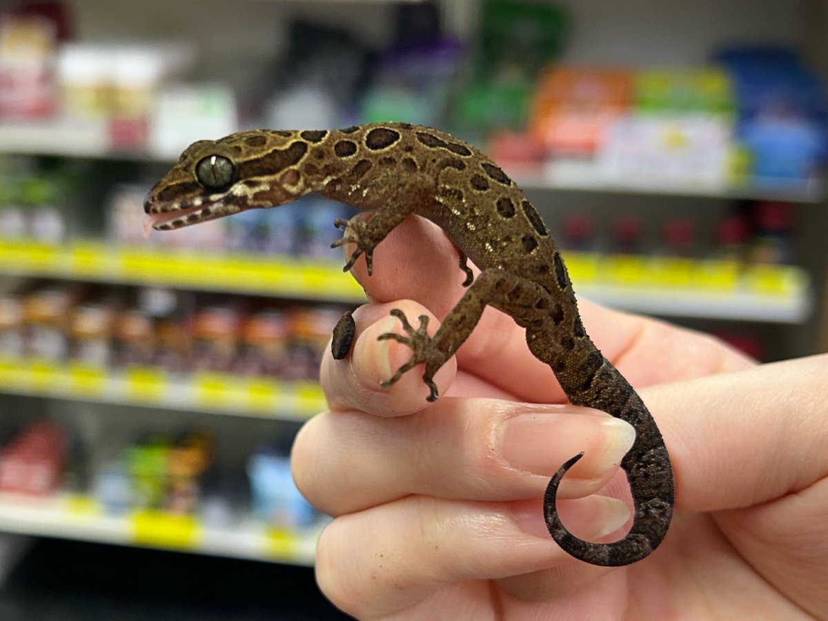 爬虫類倶楽部 大宮店 tweet media