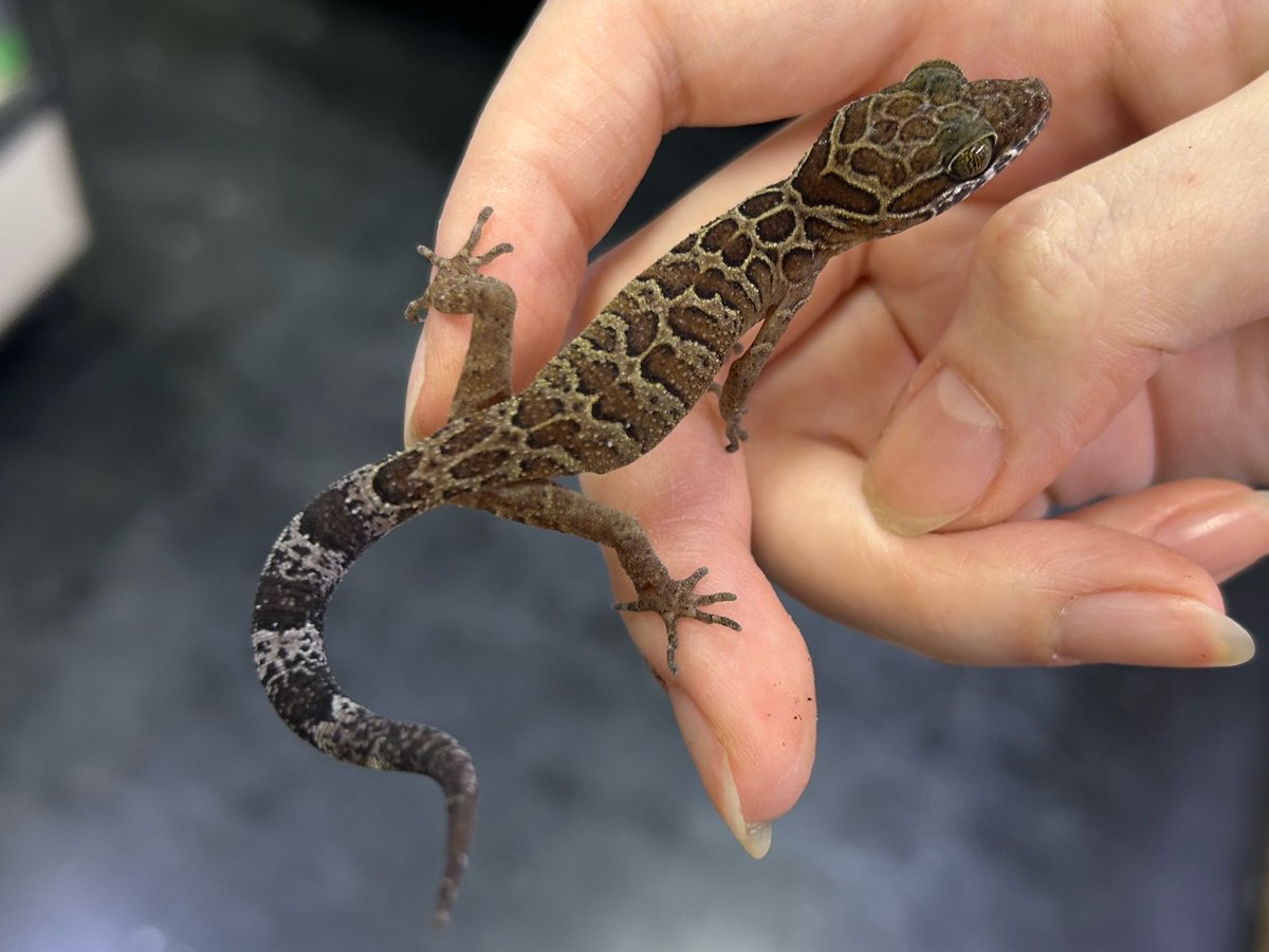 爬虫類倶楽部 大宮店 tweet media