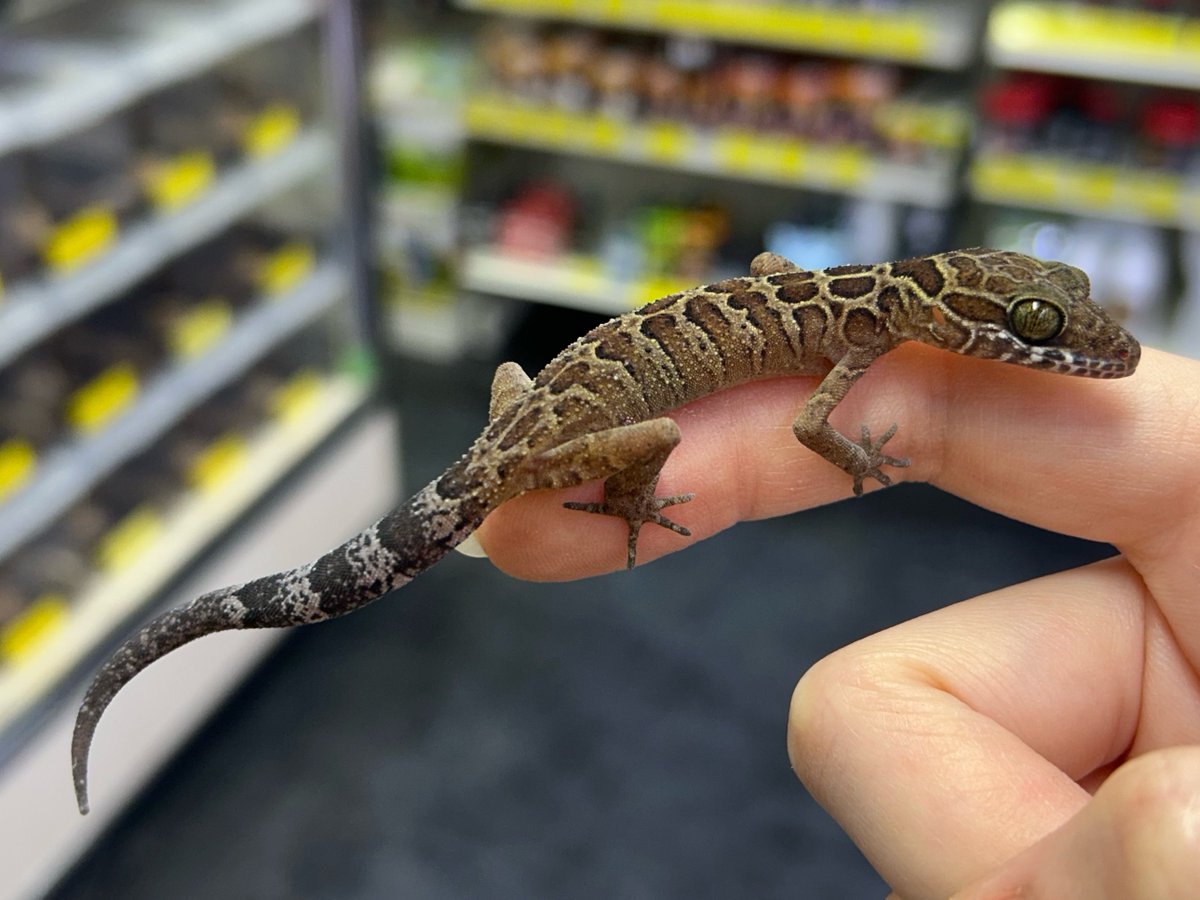 爬虫類倶楽部 大宮店 tweet media